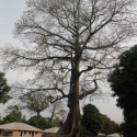 Baobab; devil tree???