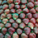 Aardbeien in Baguio