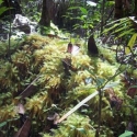 Jungletrail Borneo