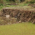 Wandelen door de rijstvelden van Sagada