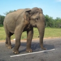 Wilde olifant